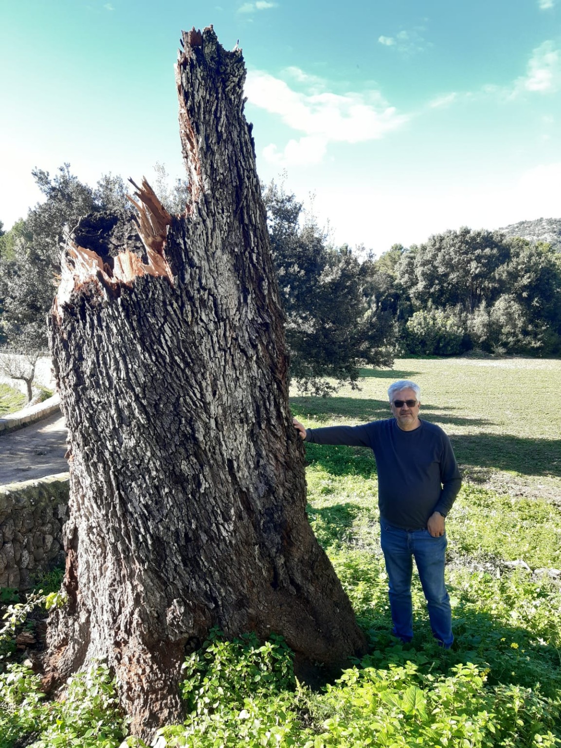 Tronco de encina monumental con una persona como escala