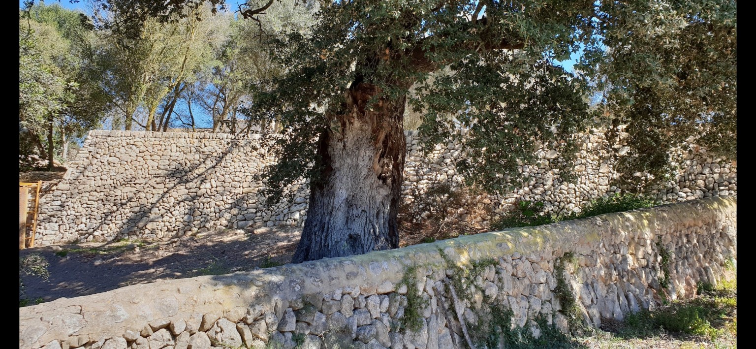 Encina monumental de Son Pons junto a los muros de piedra seca